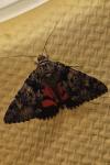 Catocala promissa