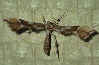 Cnaemidophorus rhododactylus