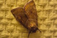 Cosmia trapezina
