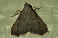 Endotricha flammealis