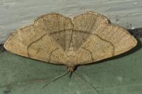Paracolax tristalis