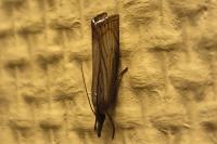 Chrysoteuchia culmella