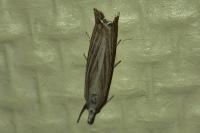 Chrysoteuchia culmella