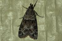 Eudonia mercurella