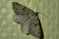 Macaria wauaria