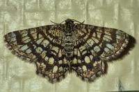 Chiasmia clathrata