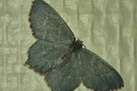 Hemithea aestivaria