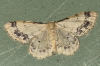 Idaea trigeminata