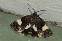 Tyta luctuosa