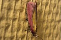 Oncocera semirubella