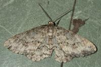 Ectropis crepuscularia