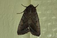 Lacanobia oleracea