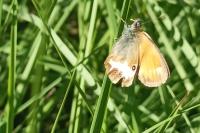 Coenonympha arcania
