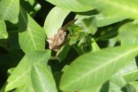 Autographa gamma