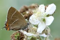 Satyrium w-album