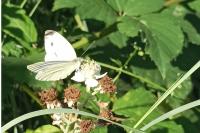 Pieris napi
