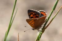 Lycaena phlaeas