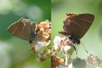 Satyrium w-album