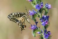 Papilio machaon