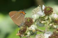 Satyrium w-album