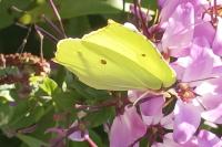 Gonepteryx rhamni
