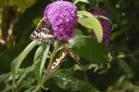 Papilio machaon