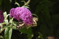 Brintesia circe