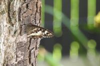 Brintesia circe