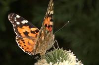 Vanessa cardui