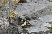 Brintesia circe
