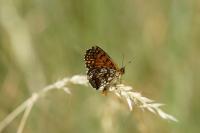 Melitaea athalia