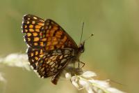 Melitaea athalia