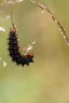 Melitaea cinxia