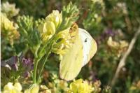 Colias