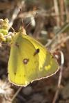 Colias