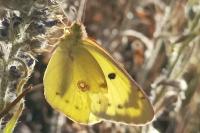 Colias
