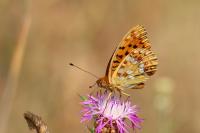 Fabriciana adippe