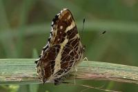 Araschnia levana