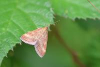 Pyrausta despicata
