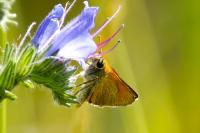 Thymelicus sylvestris