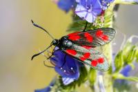 Zygaena filipendulae