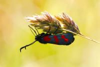 Zygaena filipendulae