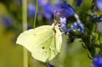 Gonepteryx rhamni
