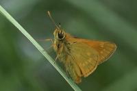 Ochlodes sylvanus