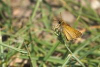 Thymelicus acteon
