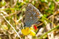 Lysandra bellargus
