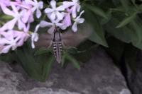 Hyloicus pinastri