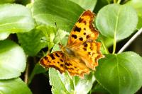 Polygonia c-album