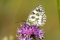 Melanargia galathea