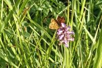 Boloria dia